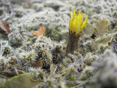 Sonchus novae-zelandiae