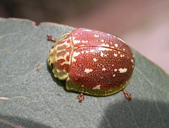 Paropsis marmorea