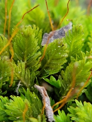Fissidens taxifolius