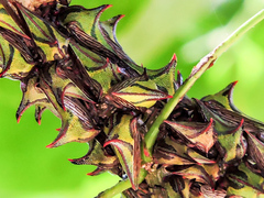 Umbonia crassicornis