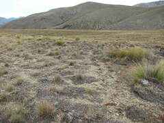 Sonchus novae-zelandiae