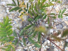 Acacia irrorata