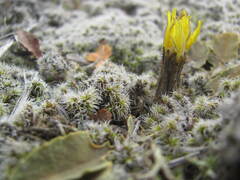 Sonchus novae-zelandiae