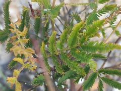Acacia irrorata