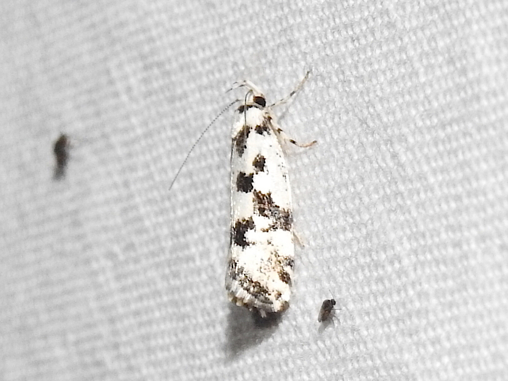 Lichenaula calligrapha from Boho South VIC 3669, Australia on January