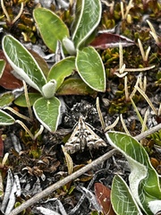 Diasemia grammalis