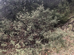 Quercus john-tuckeri