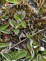 Diasemia grammalis