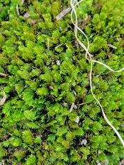Fissidens taxifolius