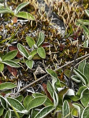 Diasemia grammalis