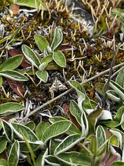 Diasemia grammalis