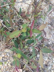 Angophora floribunda