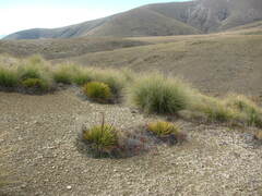 Sonchus novae-zelandiae