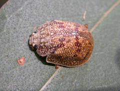 Paropsis charybdis