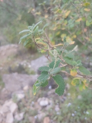 Aloysia macrostachya