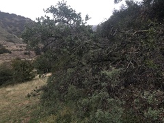 Quercus john-tuckeri