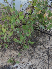 Angophora floribunda
