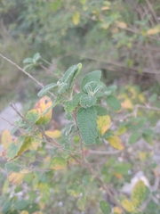 Aloysia macrostachya