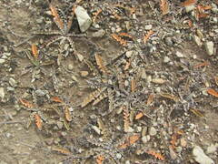 Sonchus novae-zelandiae