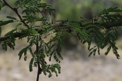 Vachellia astringens