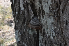 Vachellia astringens