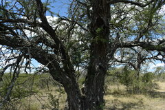 Vachellia astringens