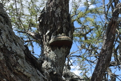 Vachellia astringens