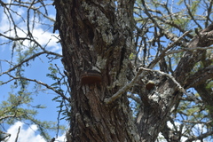 Vachellia astringens