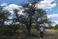 Vachellia astringens