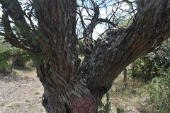 Vachellia astringens