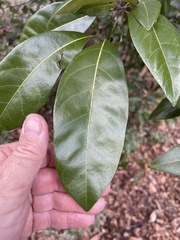 Persea borbonia