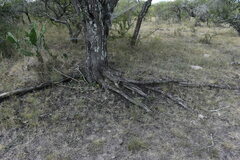 Vachellia astringens