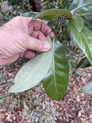 Persea borbonia