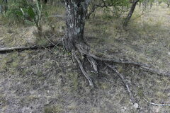 Vachellia astringens