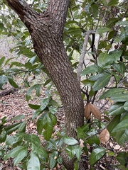 Persea borbonia