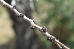 Vachellia astringens