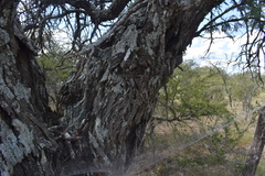 Vachellia astringens