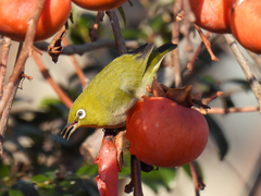 Zosterops japonicus