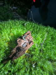 Ooperipatellus