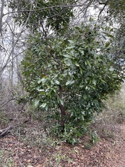 Persea borbonia