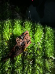 Ooperipatellus