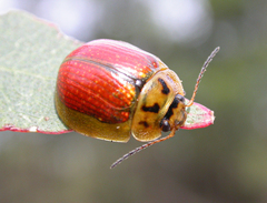 Paropsisterna agricola