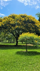 Peltophorum pterocarpum