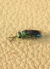 Trichrysis