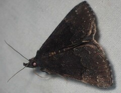 Hypena sordidula