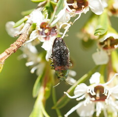 Diphucrania