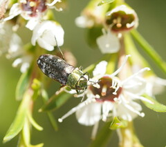 Diphucrania