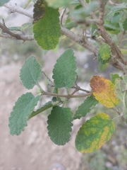 Aloysia macrostachya