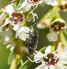 Diphucrania