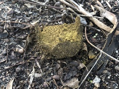 Pisolithus arhizus